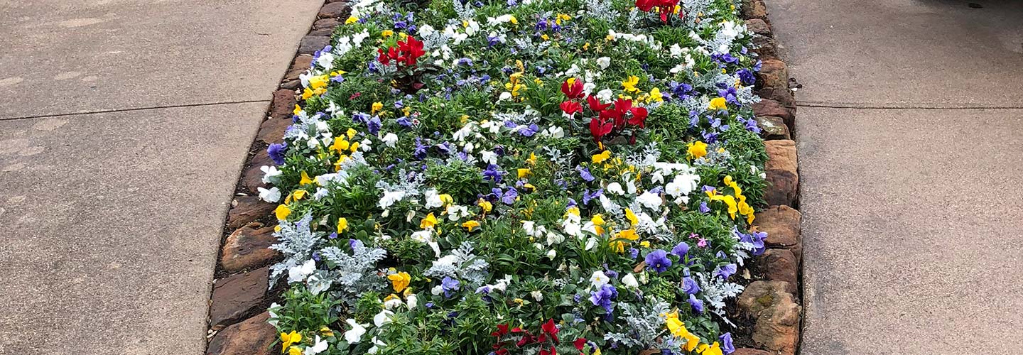 San Diego landscape services