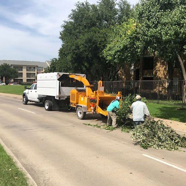 tree-removal